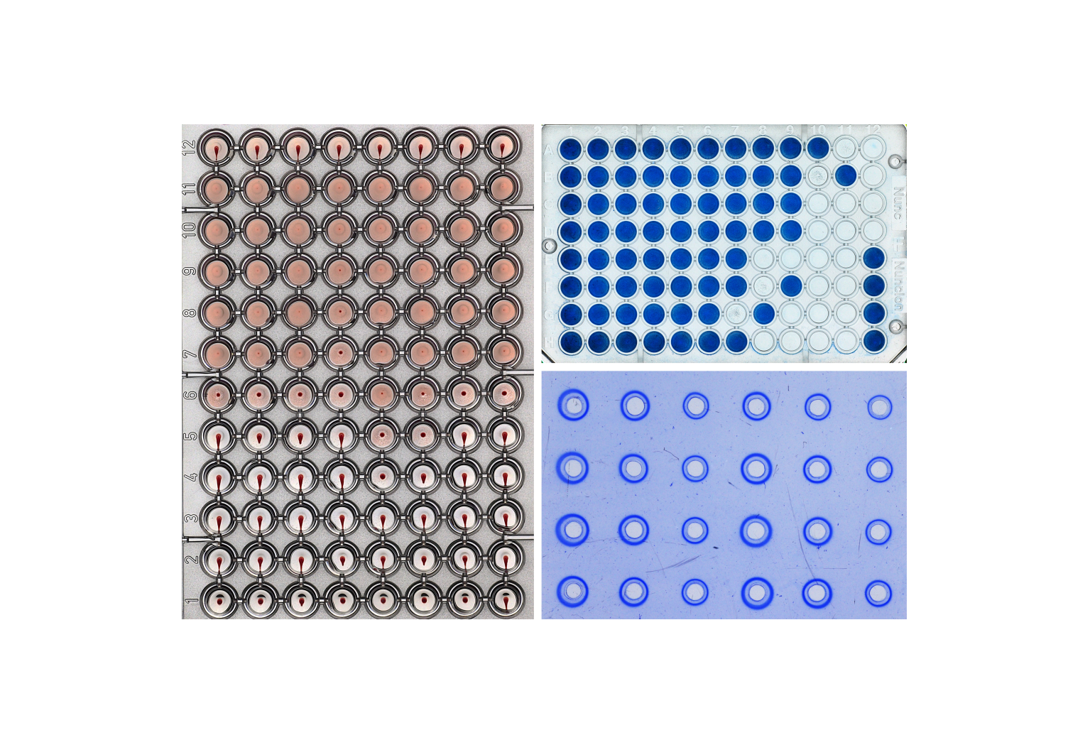 Type-of-lab-assays-MacroLab-1 Type-of-lab-assays-MacroLab-1